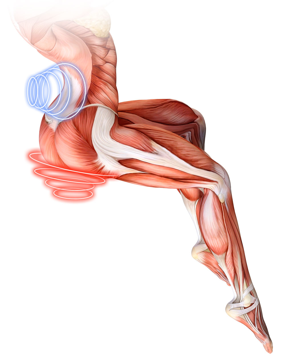 筋肉に作用するイメージ